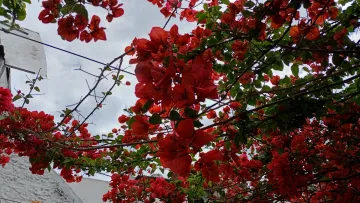 Photo thumbnail